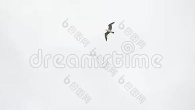 孤独的海鸥在灰色、多云的天空中飞翔，自由的概念。 <strong>库存</strong>。 白天在天空中翱翔的白鸥鸟。